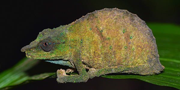 Clinging to survival: Critically Endangered Chapman’s pygmy chameleon (Rhampholeon chapmanorum) persists in shrinking forest patches.